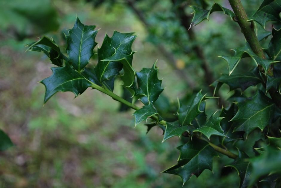 Como plantar Azevinho colchica (Ilex colchica)_1