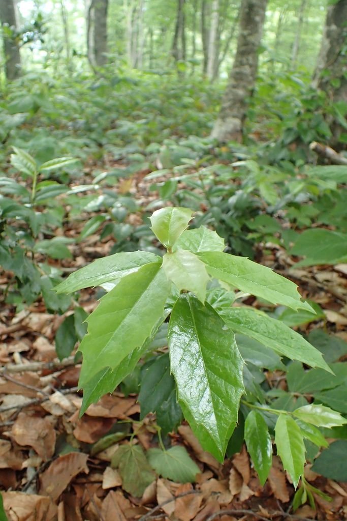 Onde plantar Azevinho colchica (Ilex colchica)_2