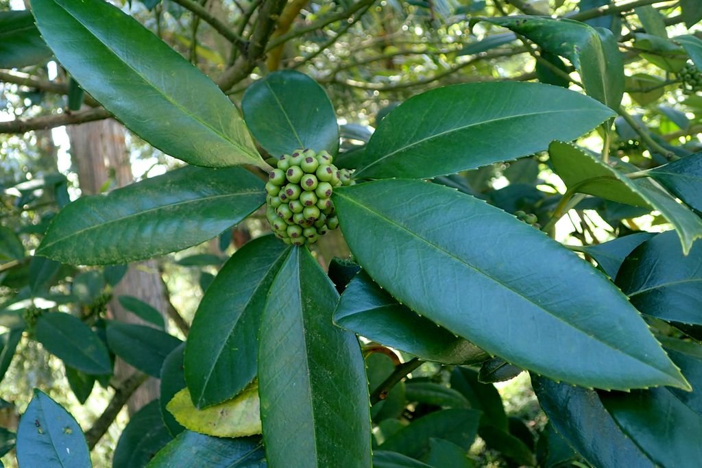 Azevinho latifolia (Ilex latifolia)