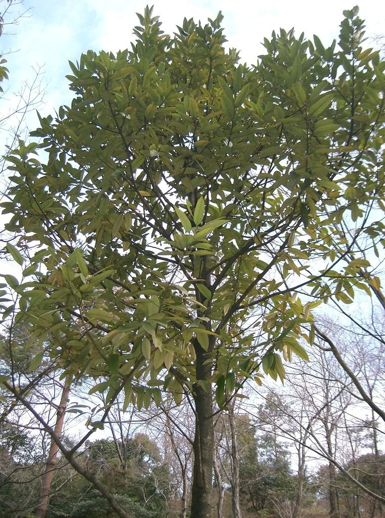 Como plantar Azevinho latifolia (Ilex latifolia)_1