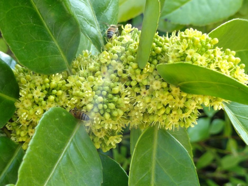 Onde plantar Azevinho latifolia (Ilex latifolia)_2