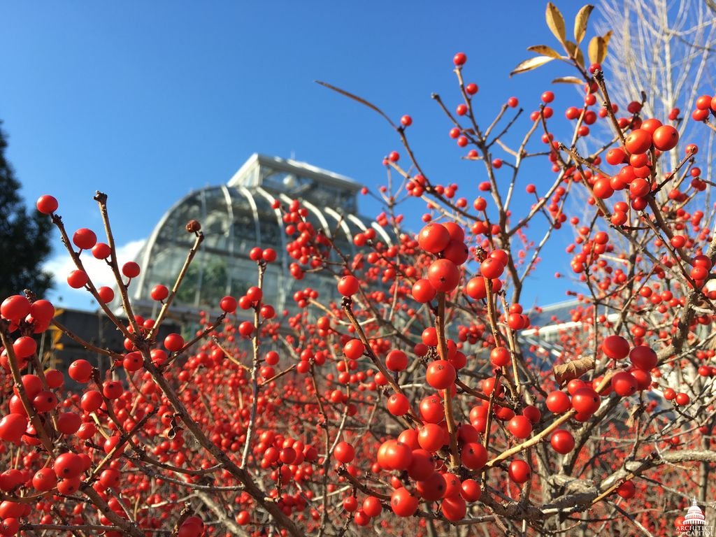 Azevinho verticillata (Ilex verticillata)