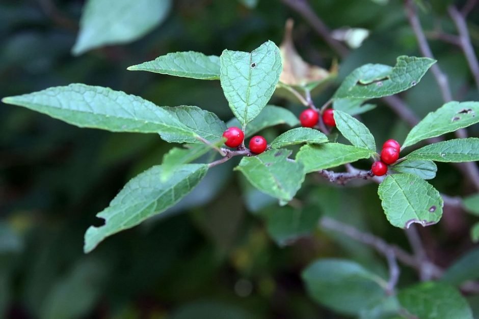 Onde plantar Azevinho verticillata (Ilex verticillata)_2