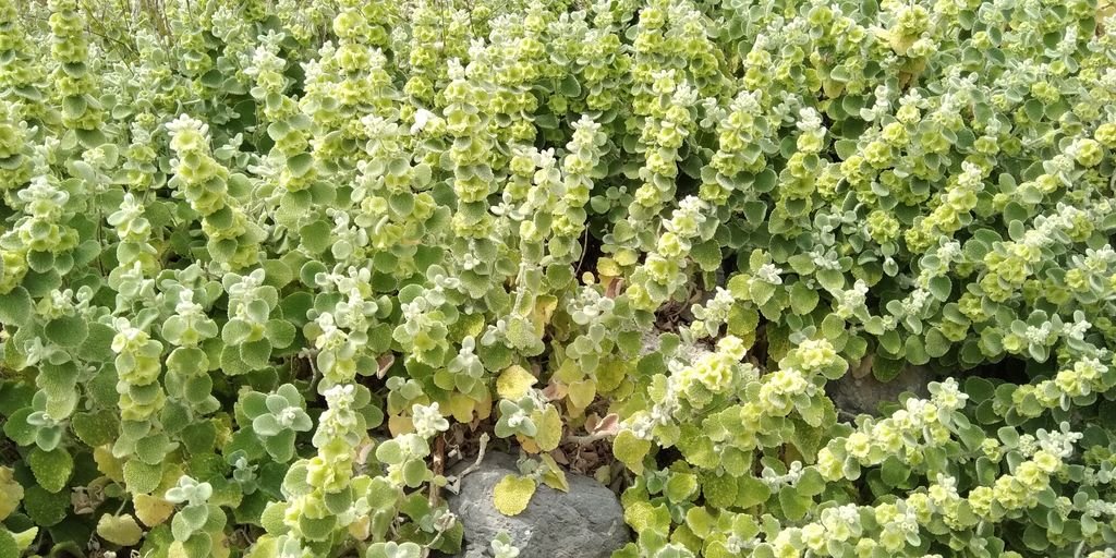 Ballota acetabulosa (Ballota acetabulosa)