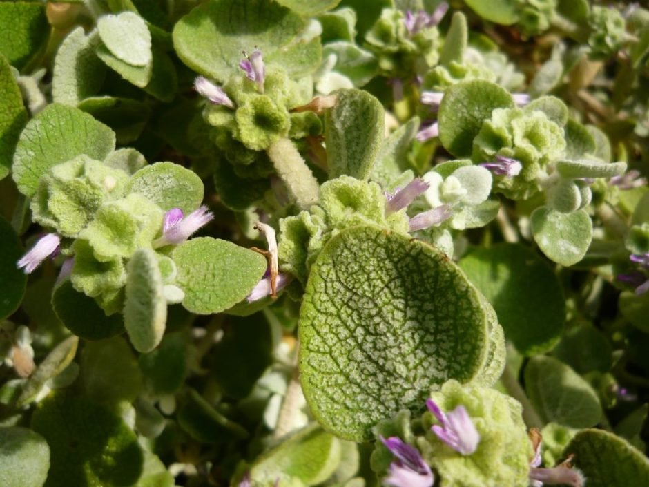 Como plantar Ballota acetabulosa (Ballota acetabulosa)_1