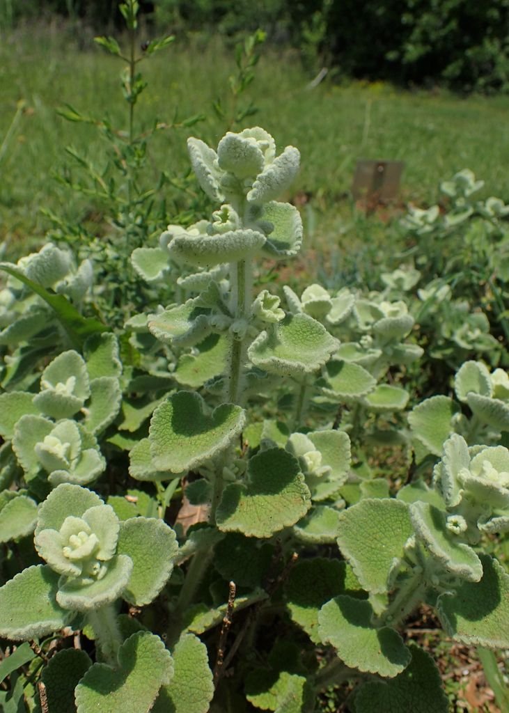 Onde plantar Ballota acetabulosa (Ballota acetabulosa)_2