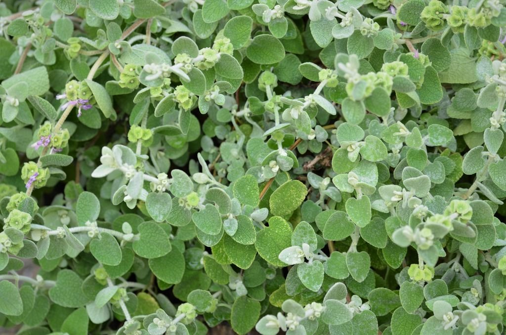 Ballota pseudodictamnus (Ballota pseudodictamnus)