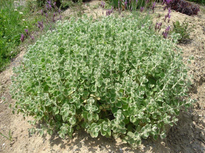 Como plantar Ballota pseudodictamnus (Ballota pseudodictamnus)_1