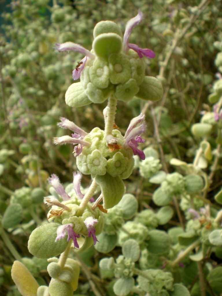 Onde plantar Ballota pseudodictamnus (Ballota pseudodictamnus)_2