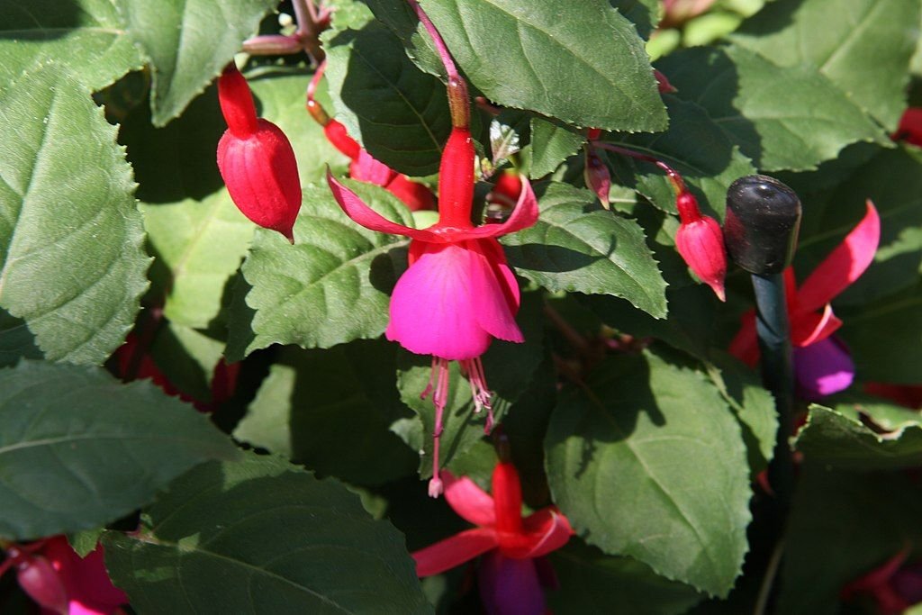 Brinco-de-princesa 'Beacon' (Fuchsia 'Beacon')