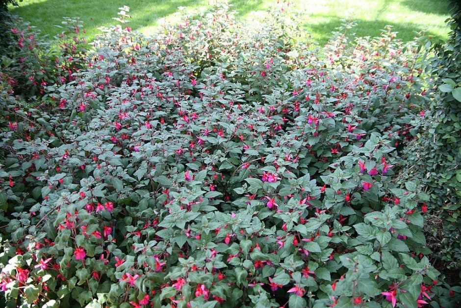 Como plantar Brinco-de-princesa 'Beacon' (Fuchsia 'Beacon')_1