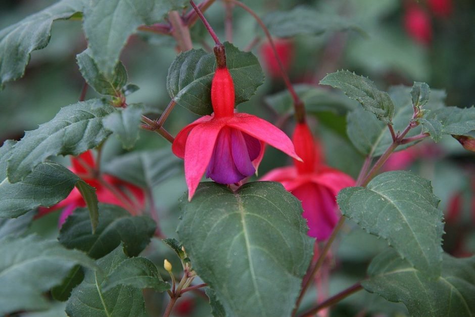 Onde plantar Brinco-de-princesa 'Beacon' (Fuchsia 'Beacon')_2