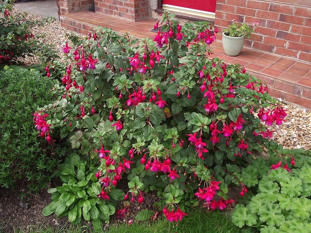 Brinco-de-princesa 'Riccartonii' (Fuchsia 'Riccartonii')
