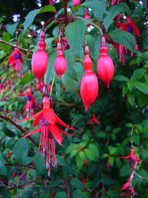 Como plantar Brinco-de-princesa 'Riccartonii' (Fuchsia 'Riccartonii')_1
