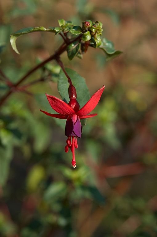 Onde plantar Brinco-de-princesa 'Riccartonii' (Fuchsia 'Riccartonii')_2