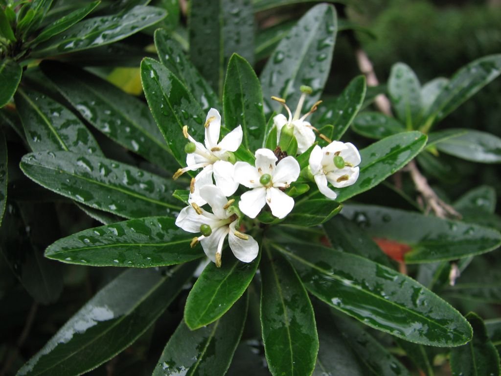 Canudo-de-pito (Escallonia bifida)
