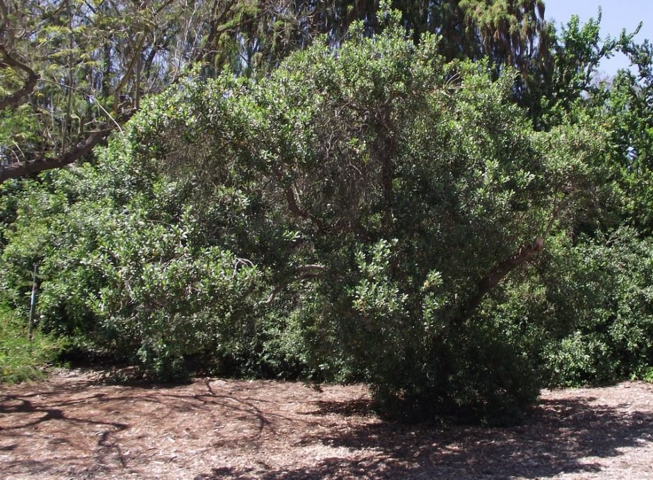 Como plantar Canudo-de-pito (Escallonia bifida)_1