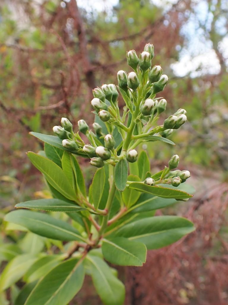 Onde plantar Canudo-de-pito (Escallonia bifida)_2