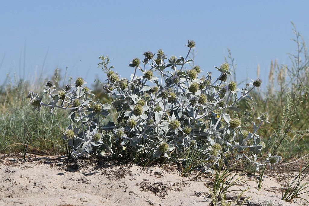Cardo-marítimo (Eryngium maritimum)