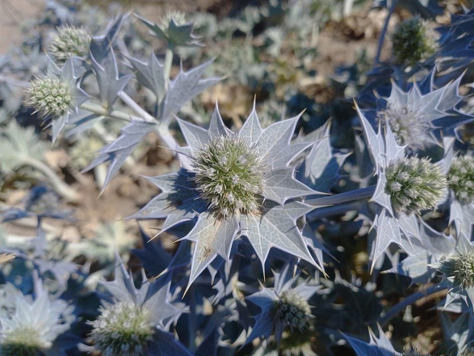 Como plantar Cardo-marítimo (Eryngium maritimum)_1