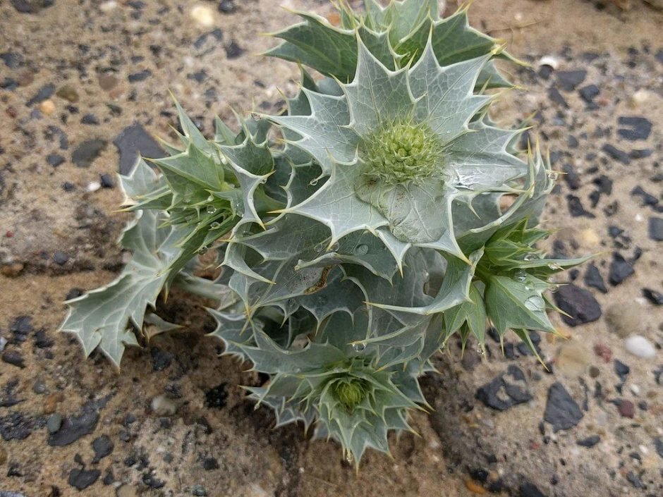 Onde plantar Cardo-marítimo (Eryngium maritimum)_2