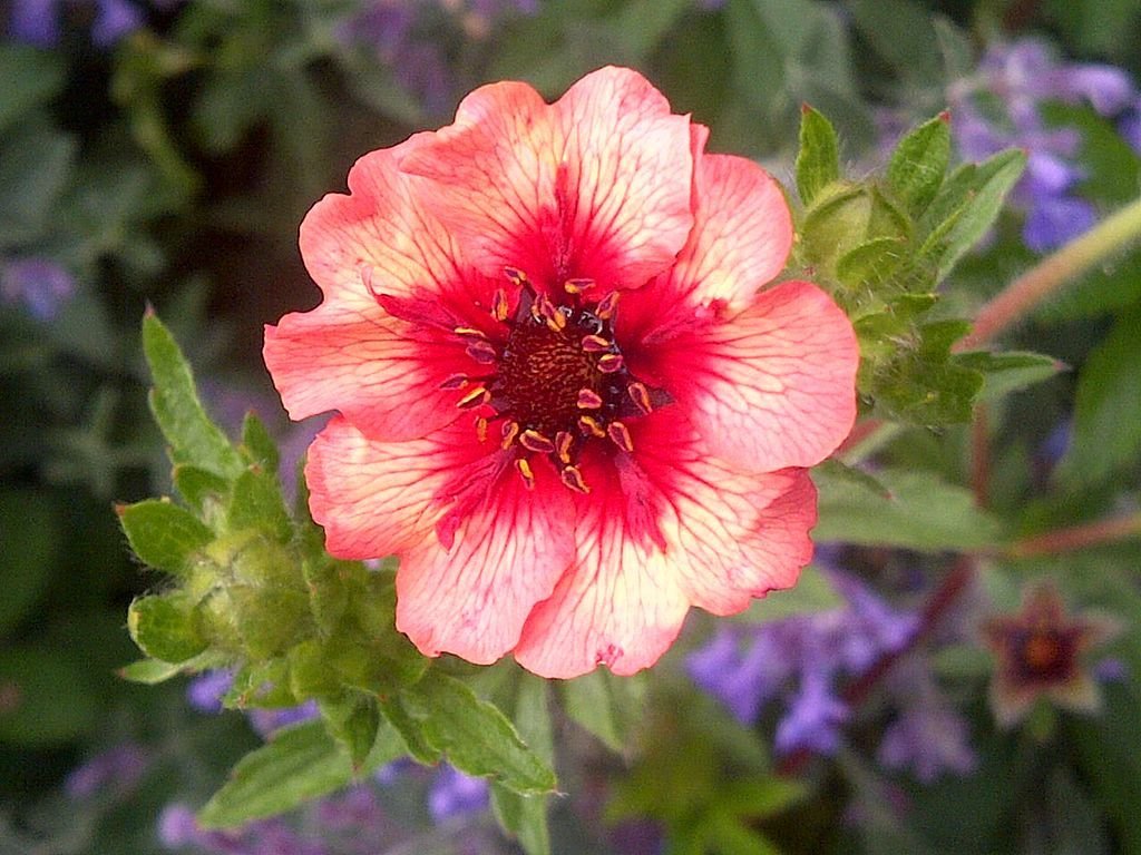 Cariofilada 'Bell Bank' (Geum 'Bell Bank')