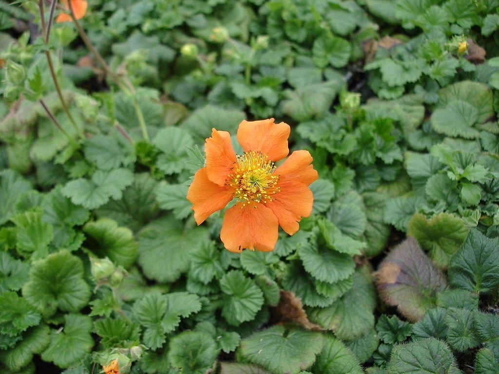 Cariofilada 'Borisii' (Geum 'Borisii')