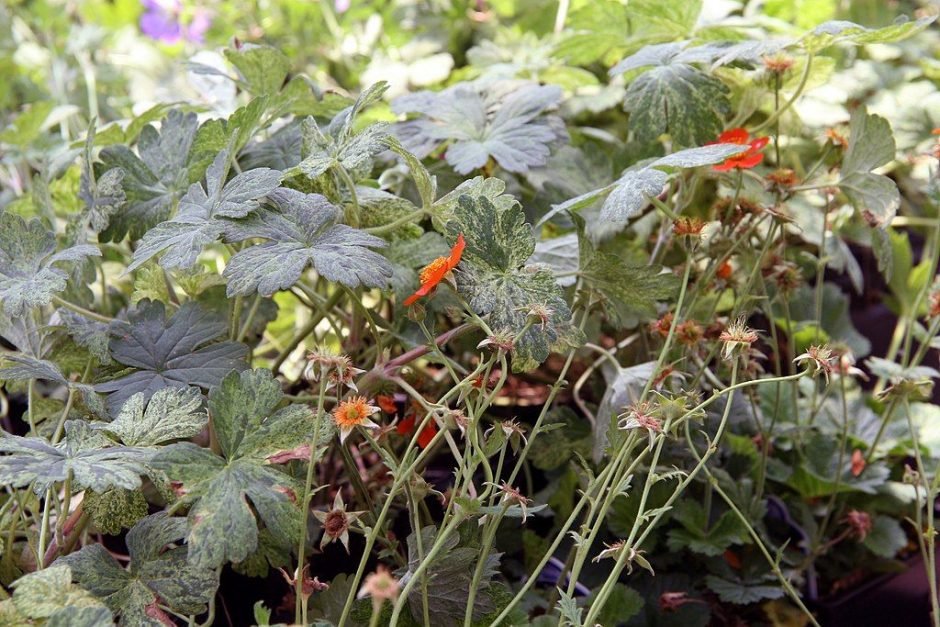 Como plantar Cariofilada 'Borisii' (Geum 'Borisii')_1