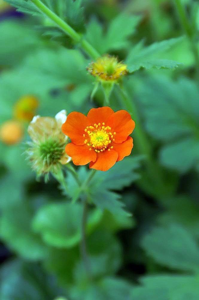 Onde plantar Cariofilada 'Borisii' (Geum 'Borisii')_2
