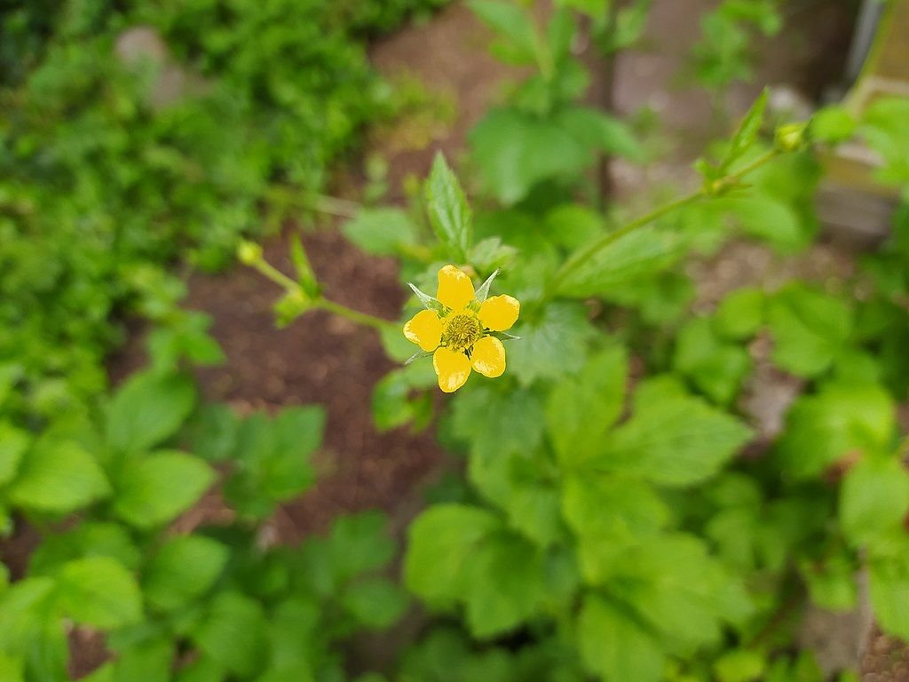 Cariofilada (Geum urbanum)