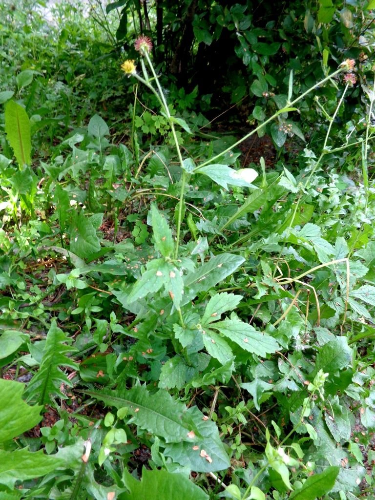 Como plantar Cariofilada (Geum urbanum)_1