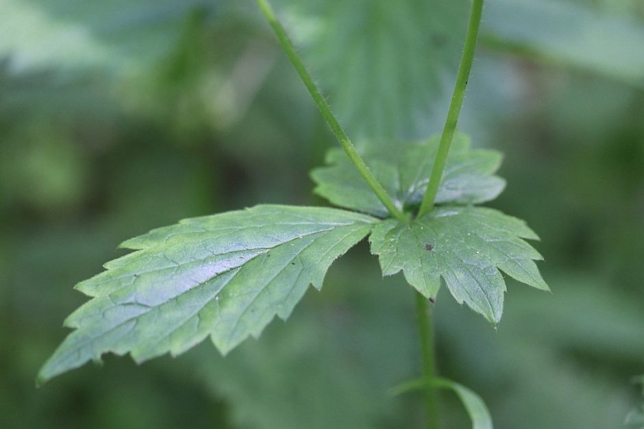 Onde plantar Cariofilada (Geum urbanum)_2