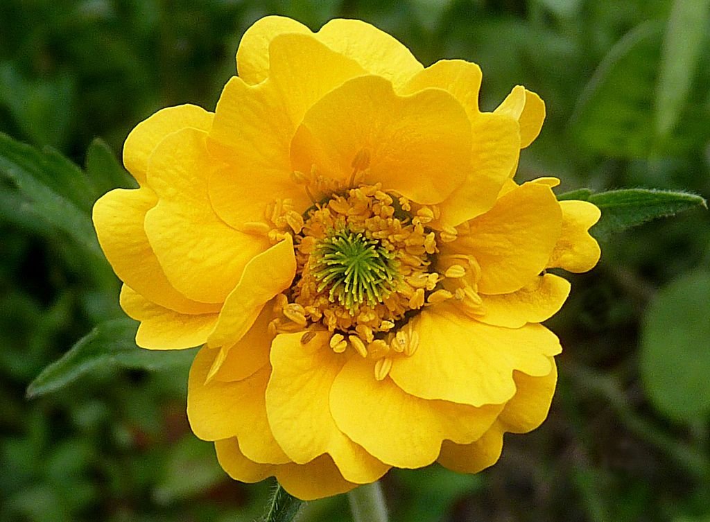 Cariofilada 'Lady Stratheden' (Geum 'Lady Stratheden')