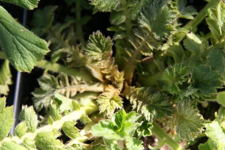 Como plantar Cariofilada 'Lady Stratheden' (Geum 'Lady Stratheden')_1