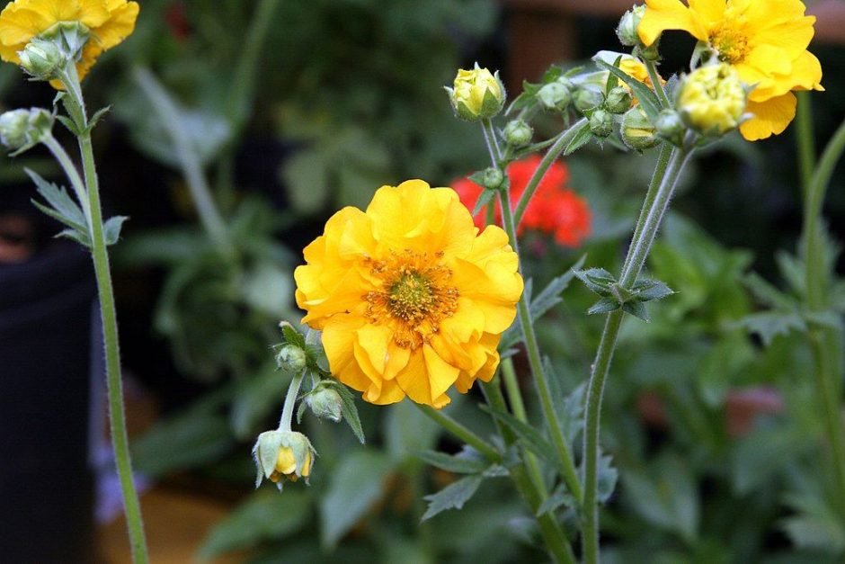Onde plantar Cariofilada 'Lady Stratheden' (Geum 'Lady Stratheden')_2