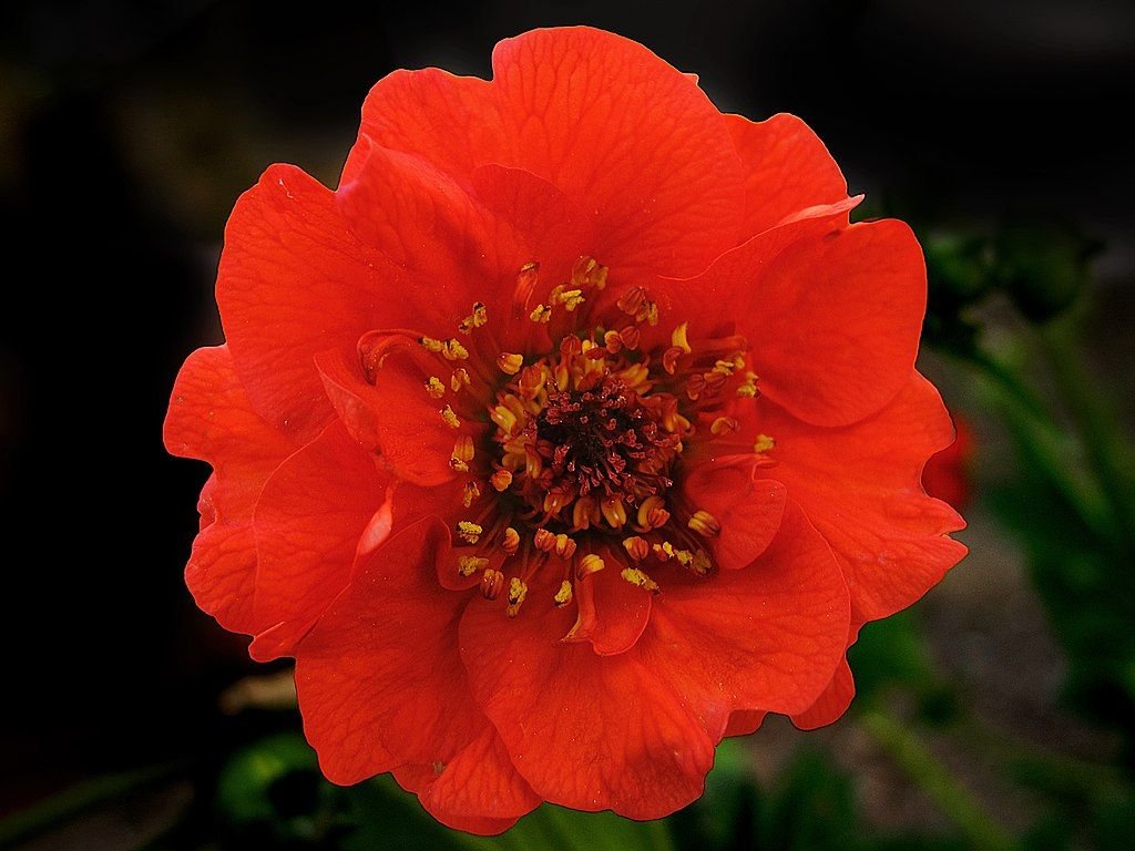 Cariofilada 'Mrs J. Bradshaw' (Geum 'Mrs J. Bradshaw')