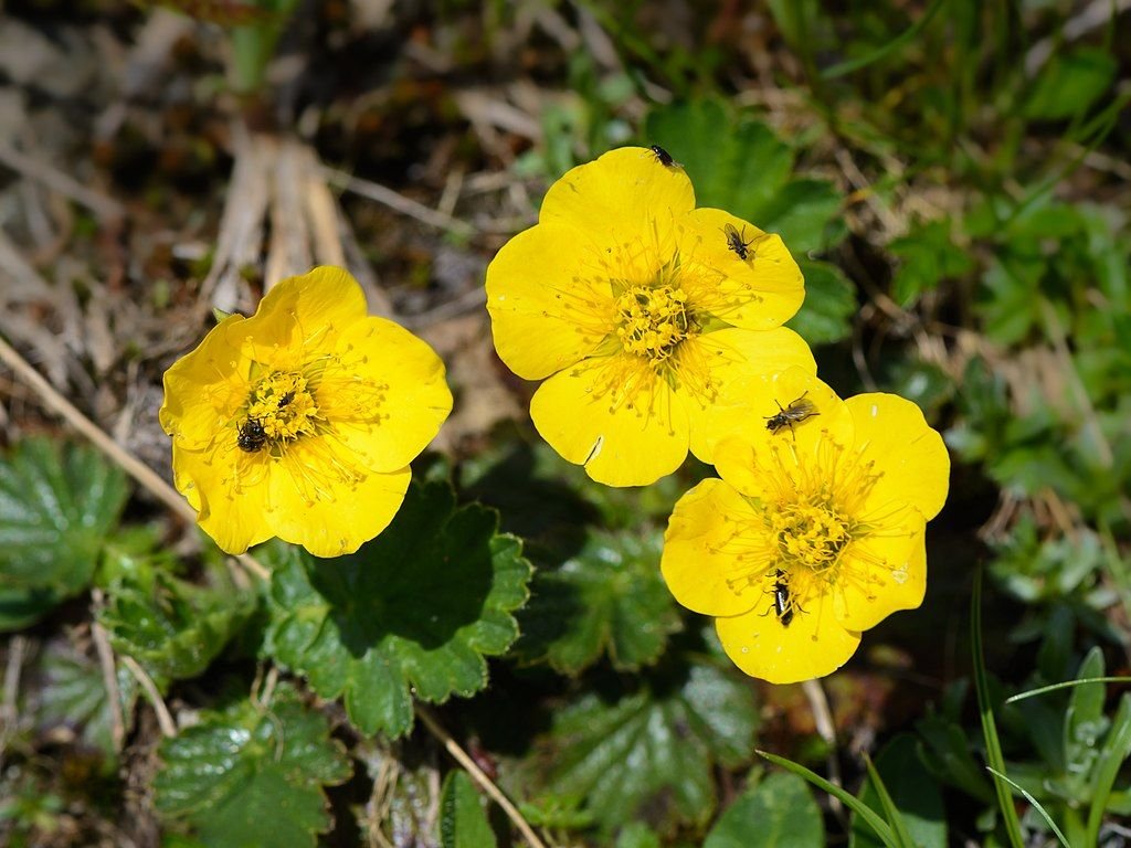Cariofilada alpina (Geum montanum)