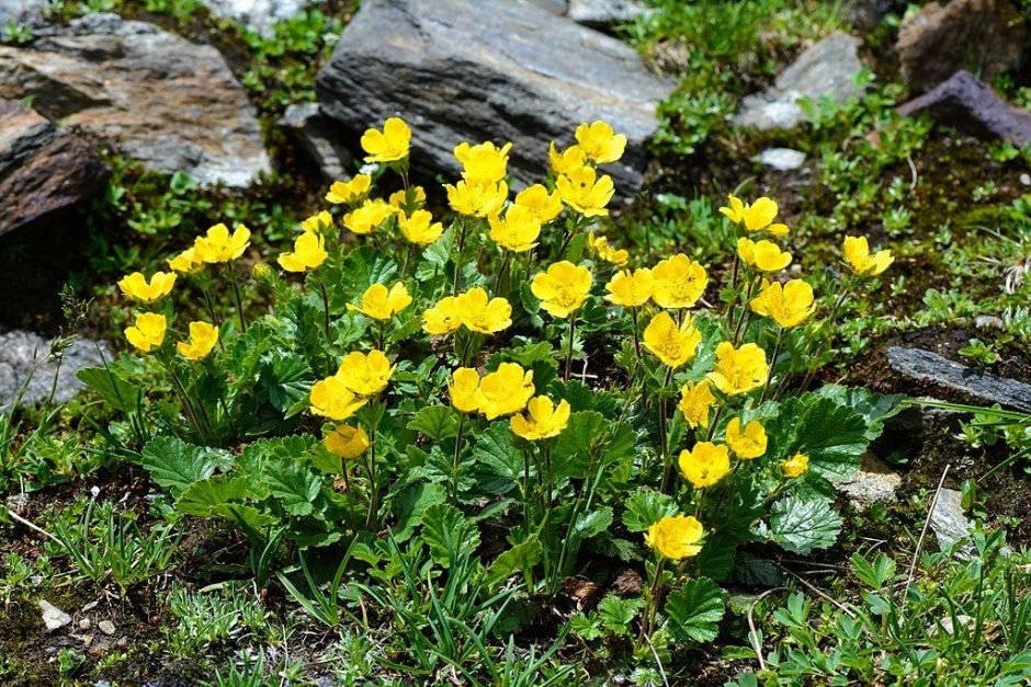 Como plantar Cariofilada alpina (Geum montanum)_1