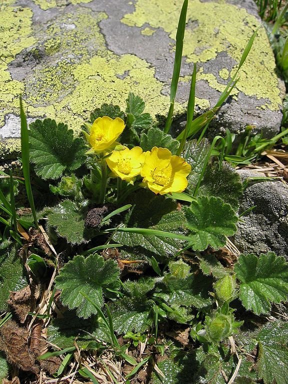 Onde plantar Cariofilada alpina (Geum montanum)_2