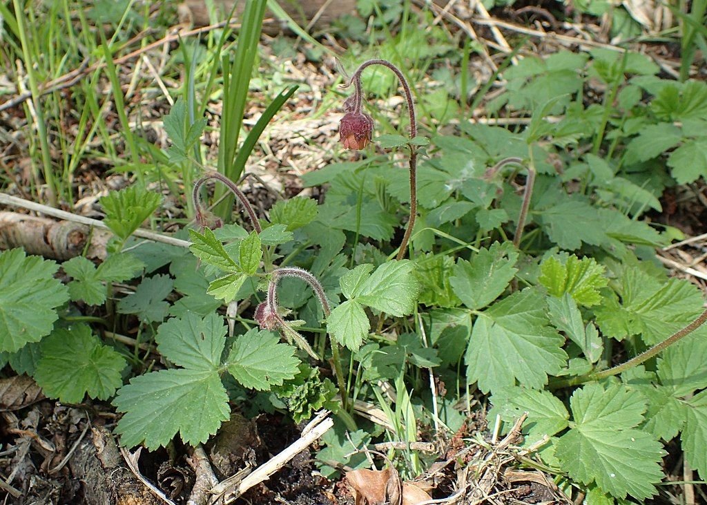 Cariofilada aquática (Geum rivale)