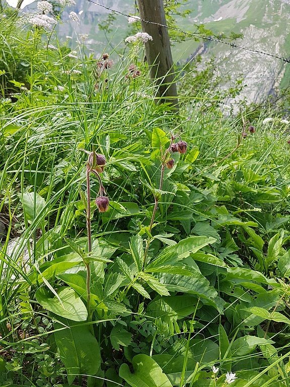 Como plantar Cariofilada aquática (Geum rivale)_1
