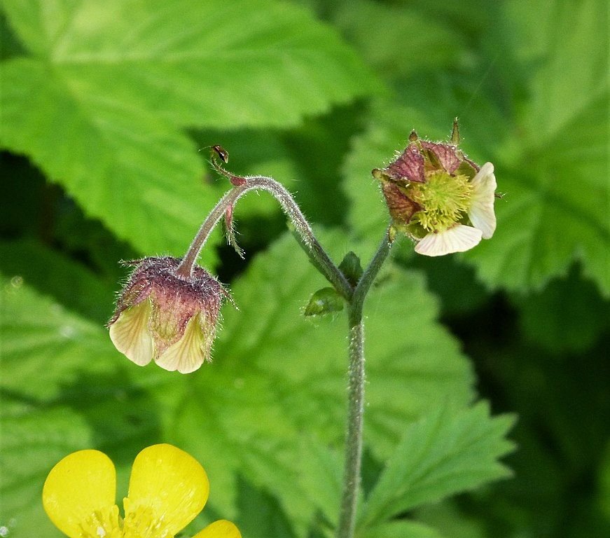 Onde plantar Cariofilada aquática (Geum rivale)_2