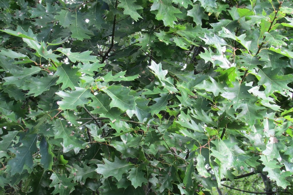 Carvalho ellipsoidalis (Quercus ellipsoidalis)