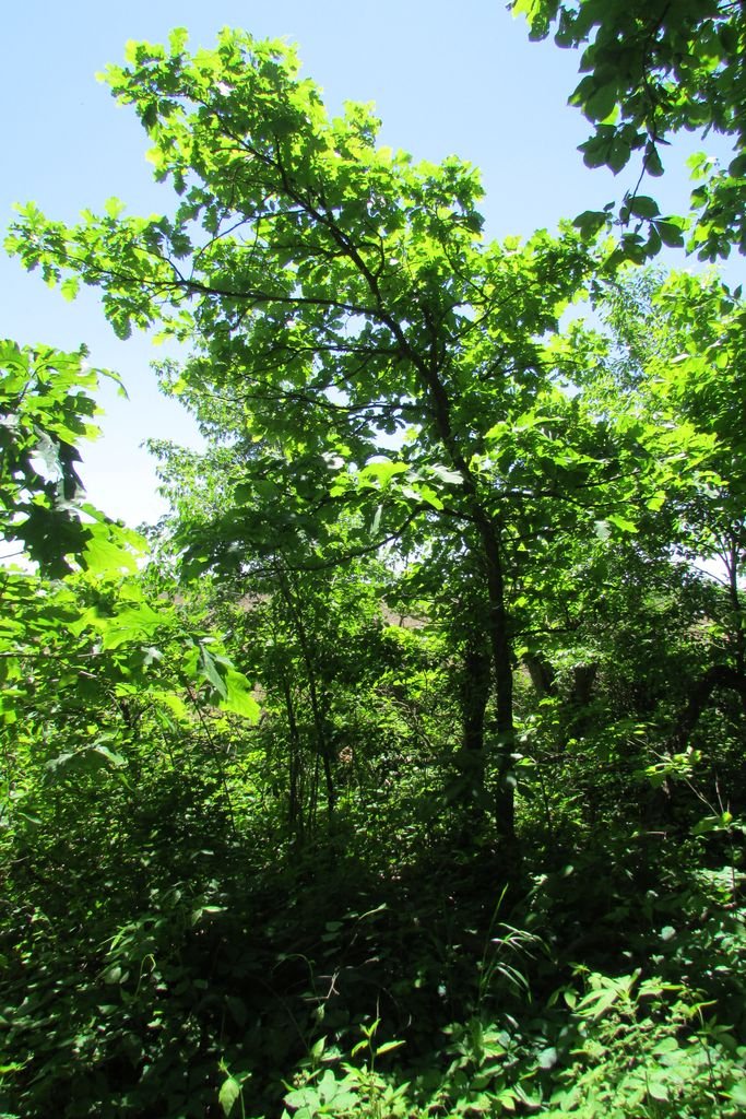Como plantar Carvalho ellipsoidalis (Quercus ellipsoidalis)_1