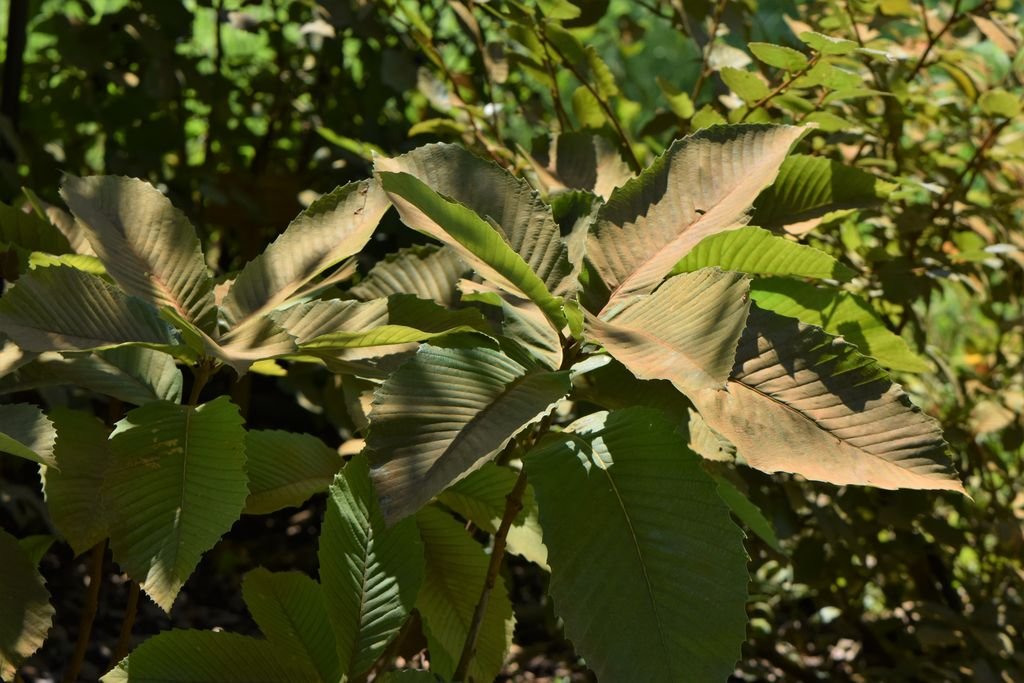 Carvalho pontica (Quercus pontica)