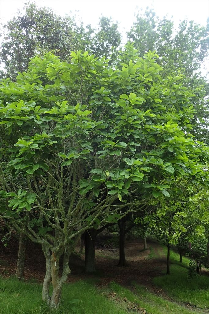 Como plantar Carvalho pontica (Quercus pontica)_1