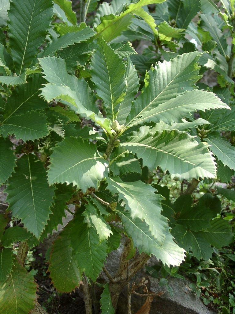 Onde plantar Carvalho pontica (Quercus pontica)_2