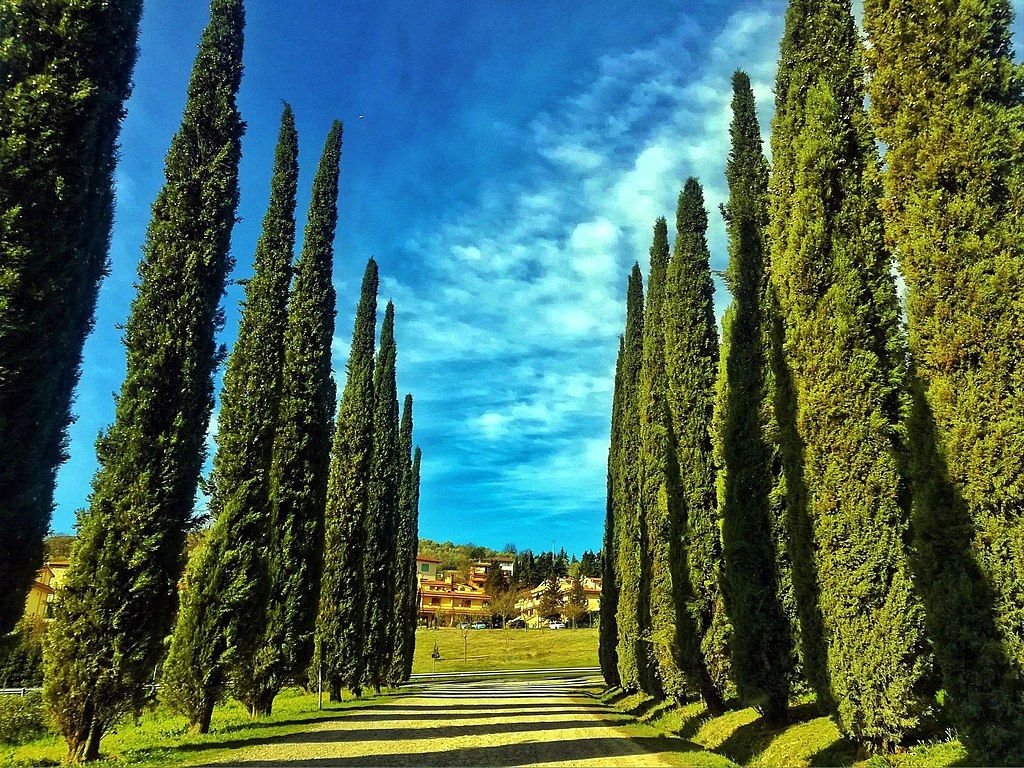 Cipreste-de-Itália (Cupressus sempervirens)