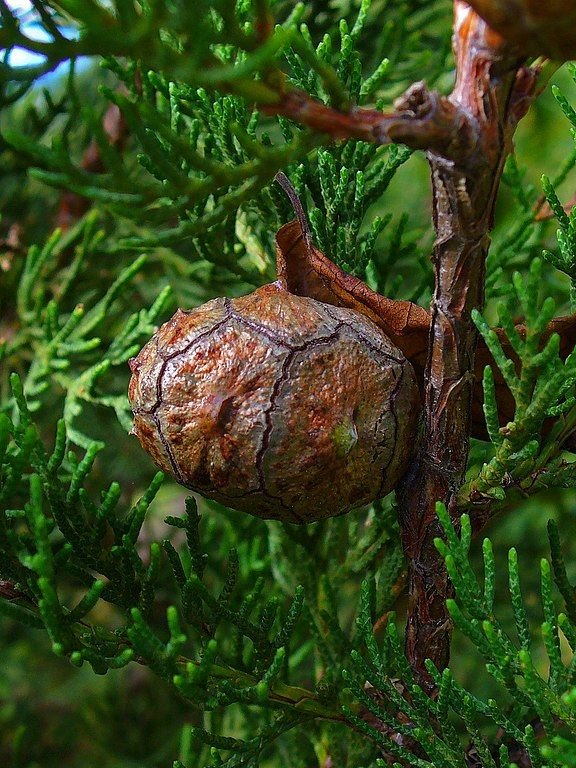 Como plantar Cipreste-de-Itália (Cupressus sempervirens)_1