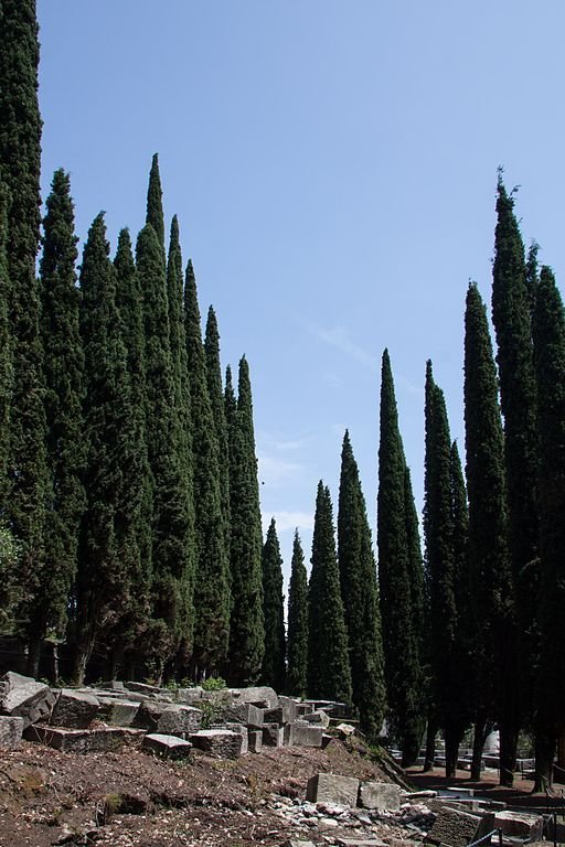 Onde plantar Cipreste-de-Itália (Cupressus sempervirens)_2